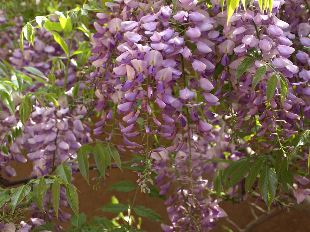 head on view of blooming wisteria plant.