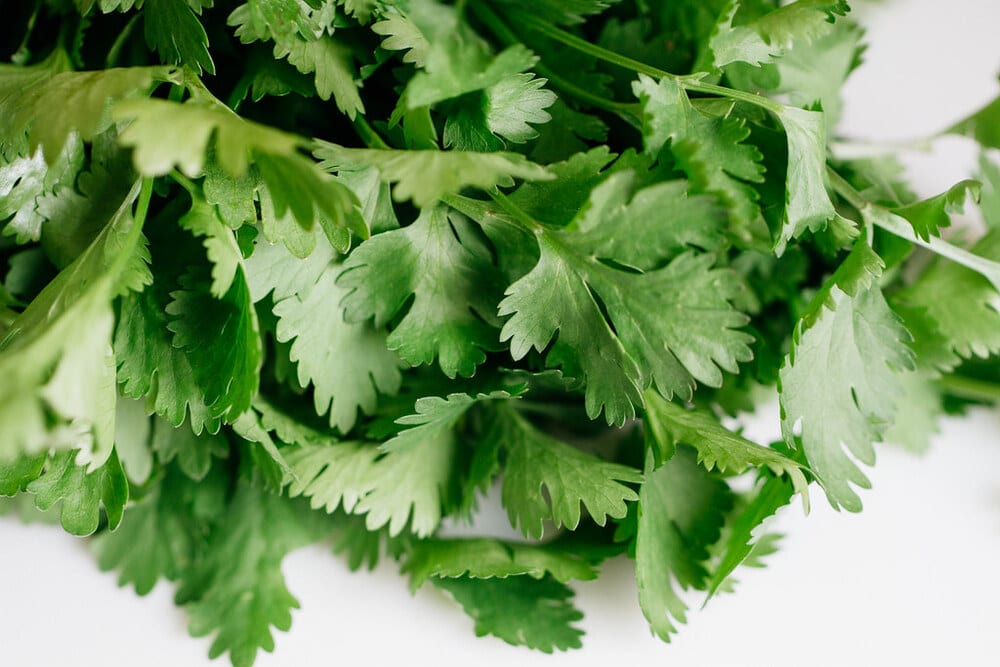 up close view of fresh cilantro.